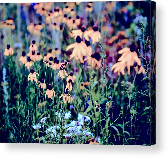 Asteraceae Acrylic Print featuring the photograph Wild and Free by Christi Kraft