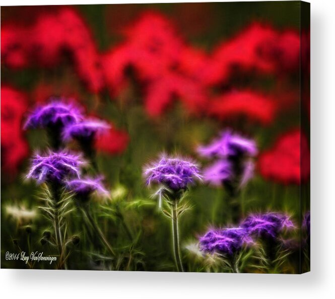 Verbena Acrylic Print featuring the photograph Wildflower Fantasy by Lucy VanSwearingen