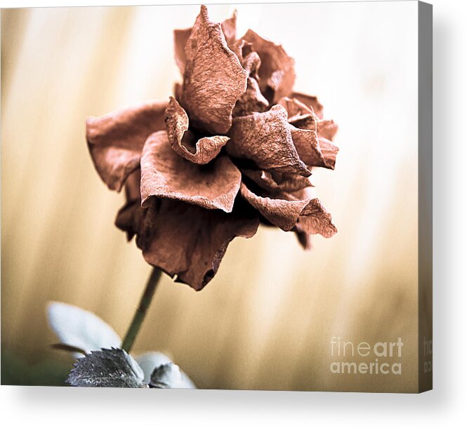 Flower Acrylic Print featuring the photograph Wilt by Jeremy Hall