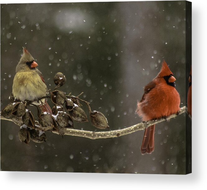 Winter Acrylic Print featuring the photograph Winter Cardinals by Kevin Senter