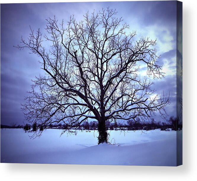 Tree Acrylic Print featuring the photograph Winter Twilight Tree by Jaki Miller