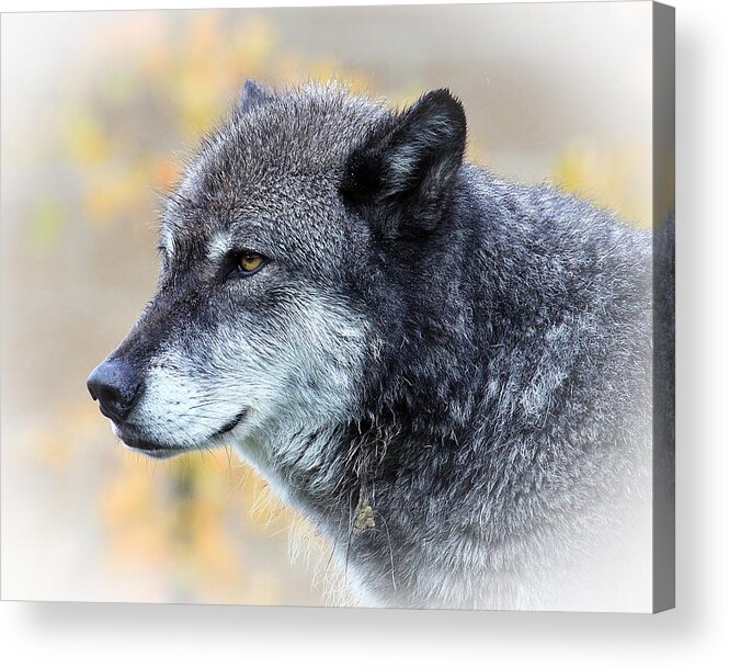 Wolf Acrylic Print featuring the photograph Wolf by Steve McKinzie