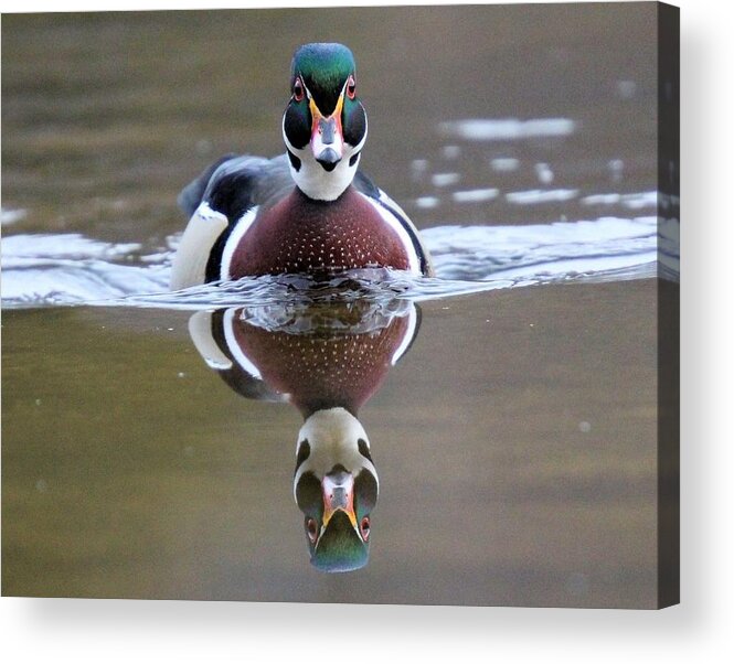 Wood Duck Acrylic Print featuring the photograph Wood Duck Drake Frontal by John Dart