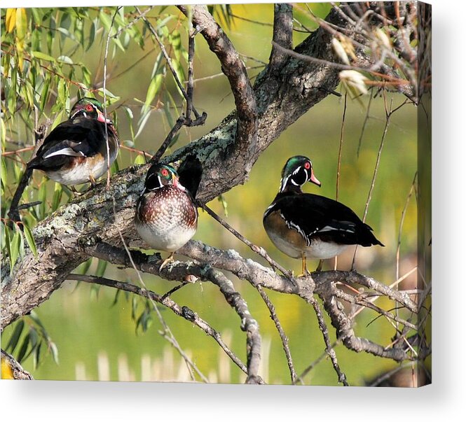 Wood Duck Acrylic Print featuring the photograph Wood Duck Drakes in Tree by John Dart