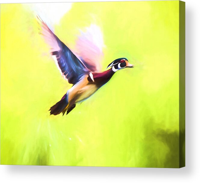 Wood Duck Acrylic Print featuring the mixed media Wood Duck In Flight Art by Priya Ghose