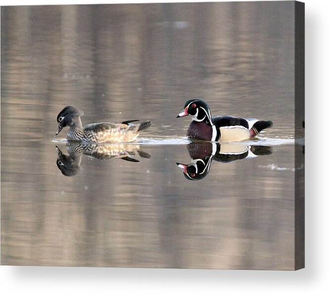 Wood Duck Acrylic Print featuring the photograph Wood Duck Pair Kettles by John Dart