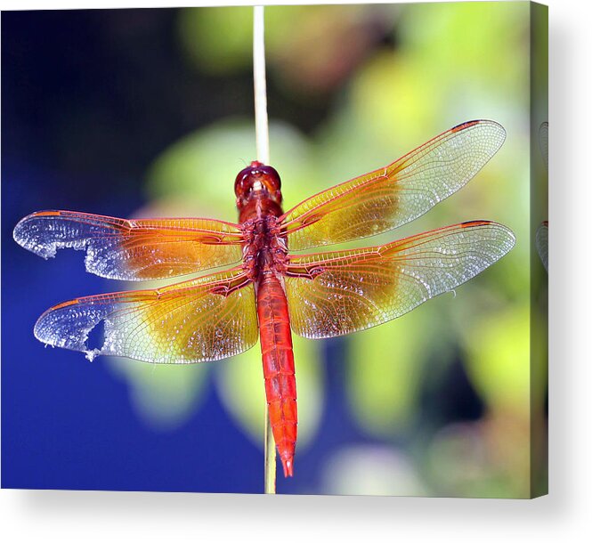 Dragonfly Acrylic Print featuring the photograph Wounded Warrior by Shoal Hollingsworth