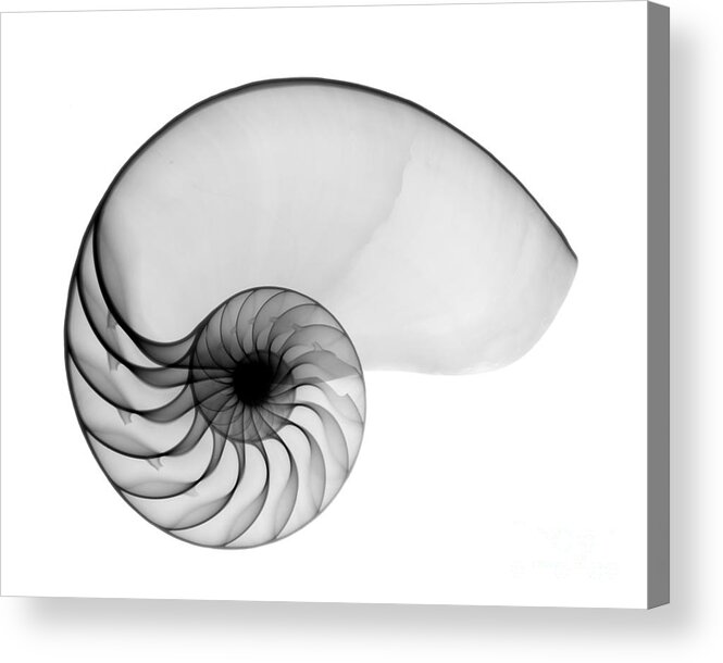 Radiograph Acrylic Print featuring the photograph X-ray Of Nautilus by Bert Myers