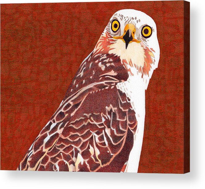 Art Acrylic Print featuring the drawing Yellow Eyed Hawk by Dan Miller