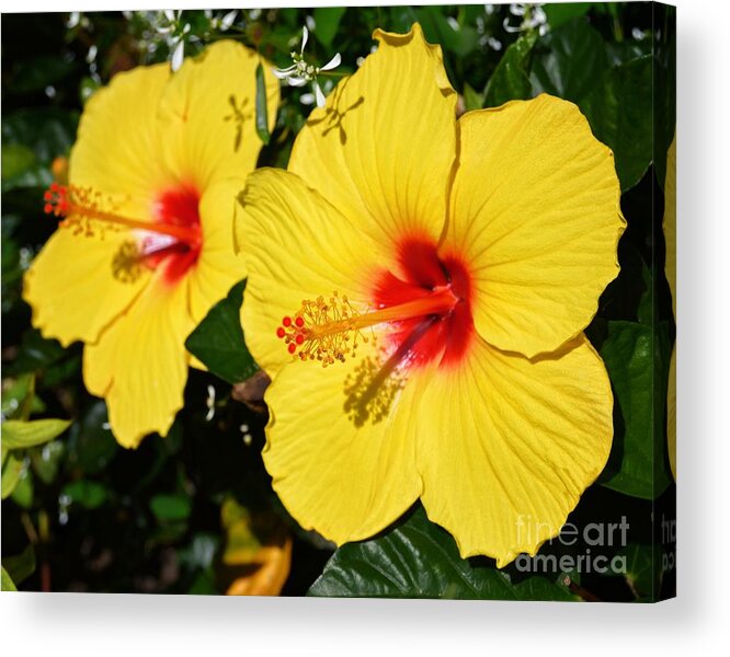 Yellow Acrylic Print featuring the photograph Yellow Hibiscus by Sharon Woerner