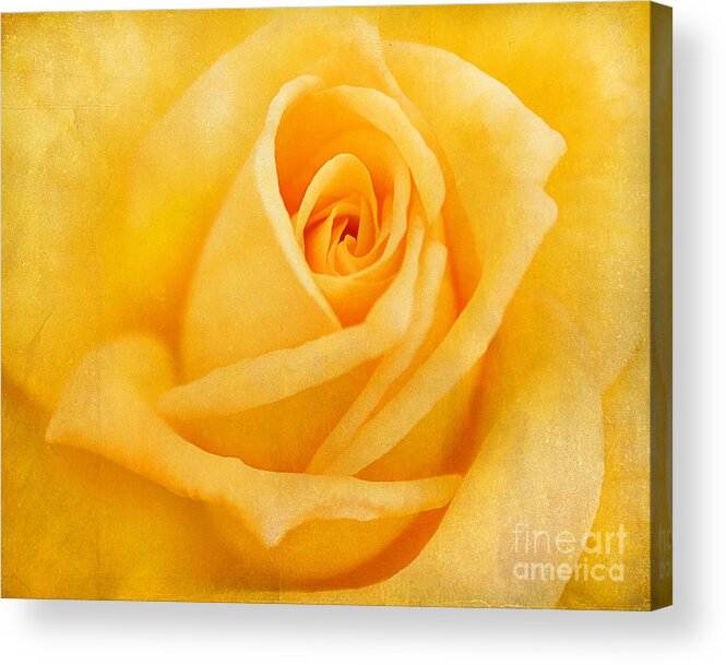 Friendship Acrylic Print featuring the photograph Yellow Rose by Darren Fisher