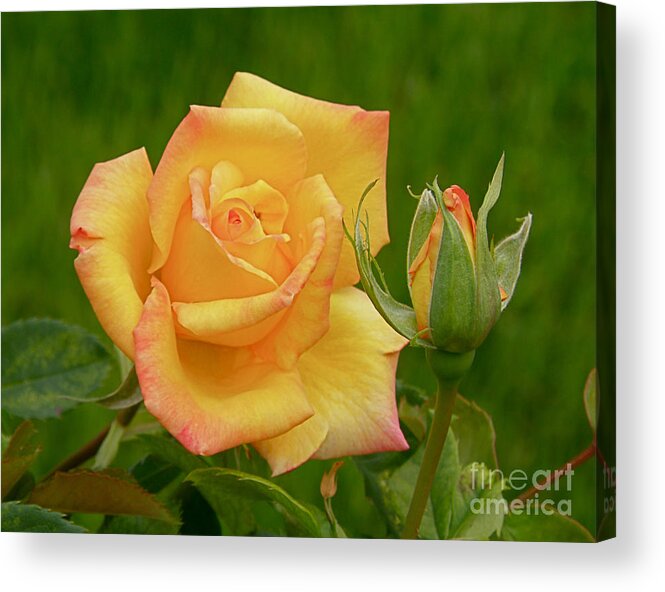 Rose Acrylic Print featuring the photograph Yellow Rose with Bud by Debby Pueschel