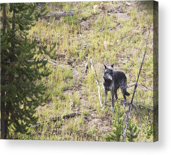 Wolf Acrylic Print featuring the photograph Yellowstone Wolf by Belinda Greb