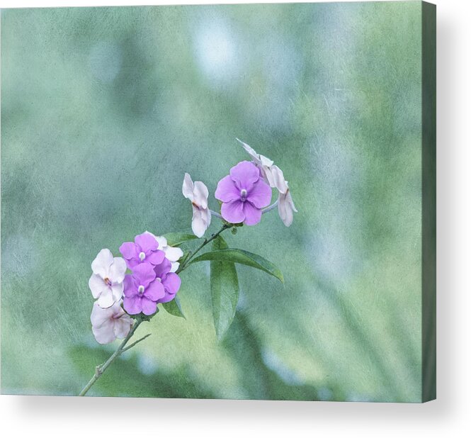 Flower Acrylic Print featuring the photograph Yesterday Today and Tomorrow by Kim Hojnacki
