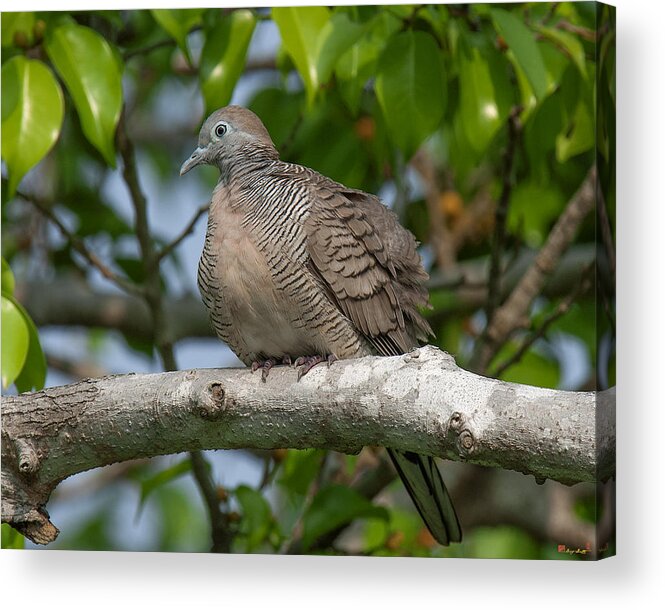 Nature Acrylic Print featuring the photograph Zebra Dove or Barred Ground Dove DTHN0054 by Gerry Gantt