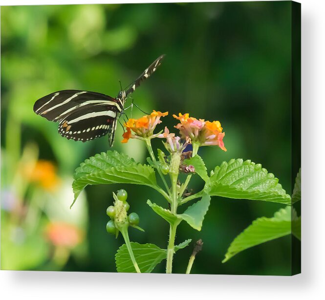 Florida Acrylic Print featuring the photograph Zebra Longwing by Jane Luxton