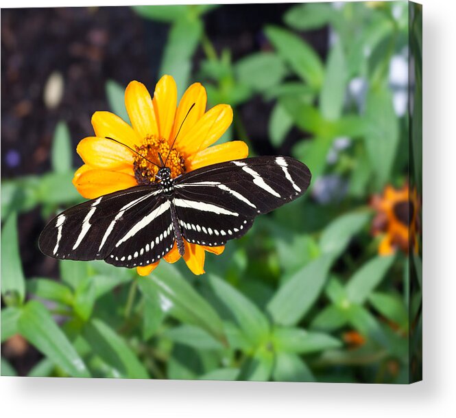 Zebra Longwing Acrylic Print featuring the photograph Zebra Longwing by Michael Porchik