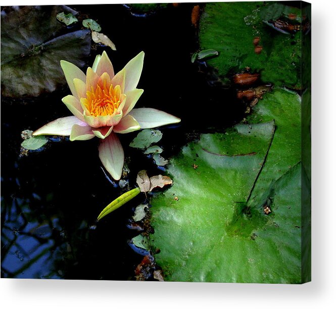 Flower Acrylic Print featuring the photograph Zenolicious by Derek Dean