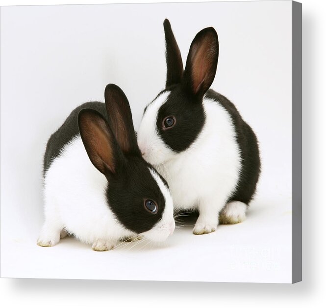 Black-and-white Dutch Rabbit Acrylic Print featuring the photograph Baby Black-and-white Dutch Rabbits #1 by Jane Burton