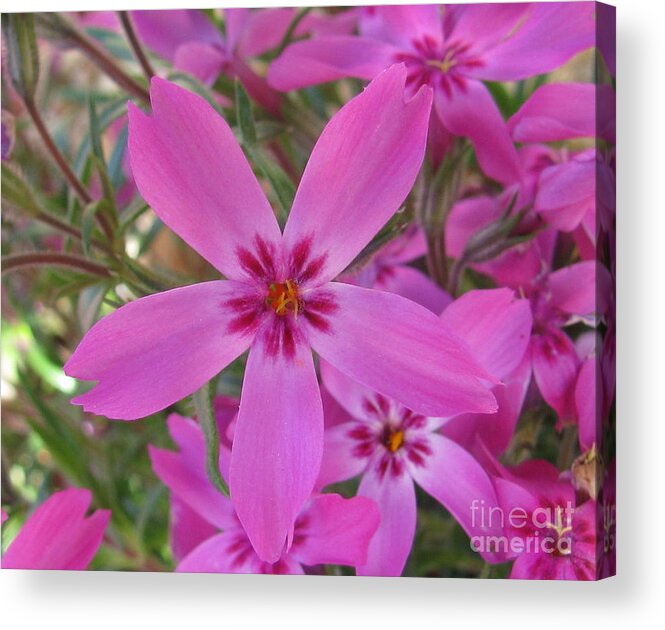 Flower Acrylic Print featuring the photograph Blissful #1 by Holy Hands