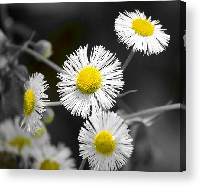 Daisy Acrylic Print featuring the photograph Daisy #1 by Jeffrey Platt