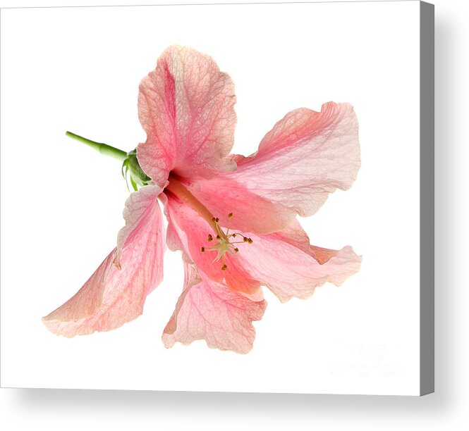 High Acrylic Print featuring the photograph Hibiscus #1 by Nicholas Burningham