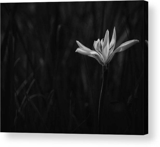 Black And White Acrylic Print featuring the photograph Lily #1 by Mario Celzner