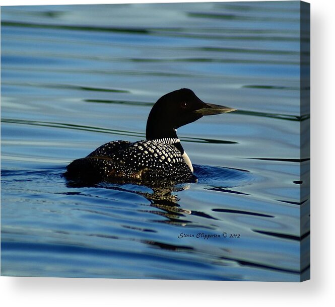 Loon Acrylic Print featuring the photograph Loon 2 #2 by Steven Clipperton