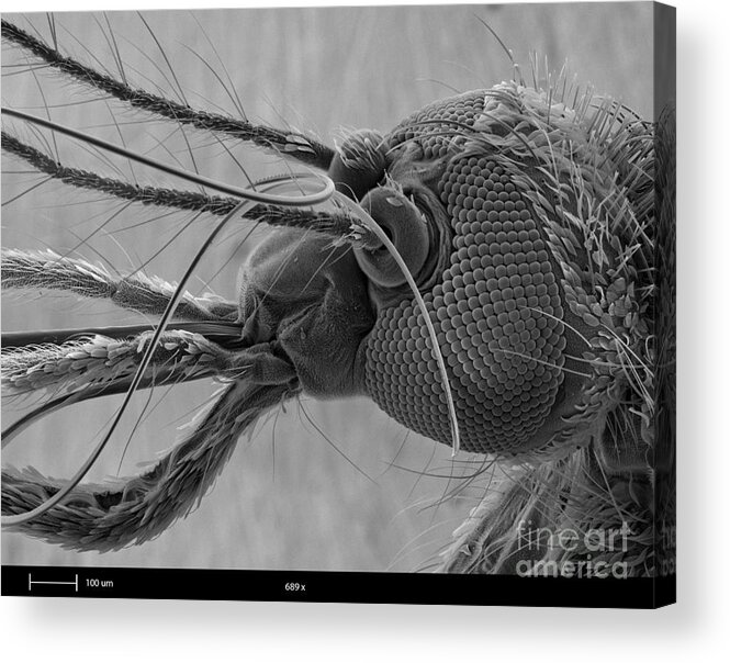 Mosquito Acrylic Print featuring the photograph Mosquitos Head, Sem #1 by Ted Kinsman