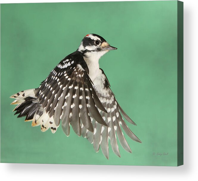 Nature Acrylic Print featuring the photograph Wing Flaps Down #1 by Gerry Sibell