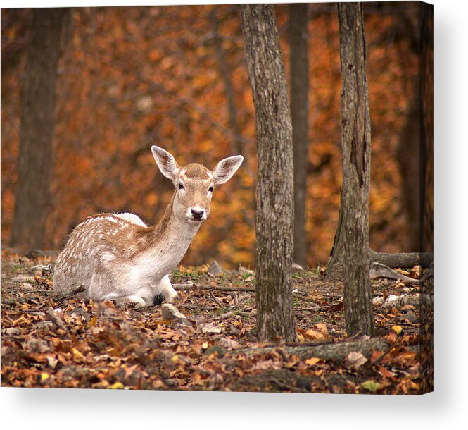 Arkansas Acrylic Print featuring the photograph 1111-7638 Fawn in Fall by Randy Forrester