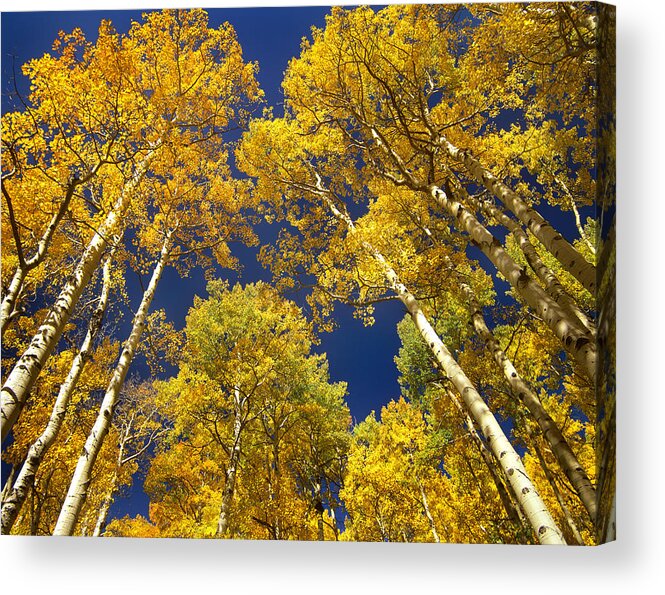 00175663 Acrylic Print featuring the photograph Quaking Aspen Grove In Fall Colors #2 by Tim Fitzharris