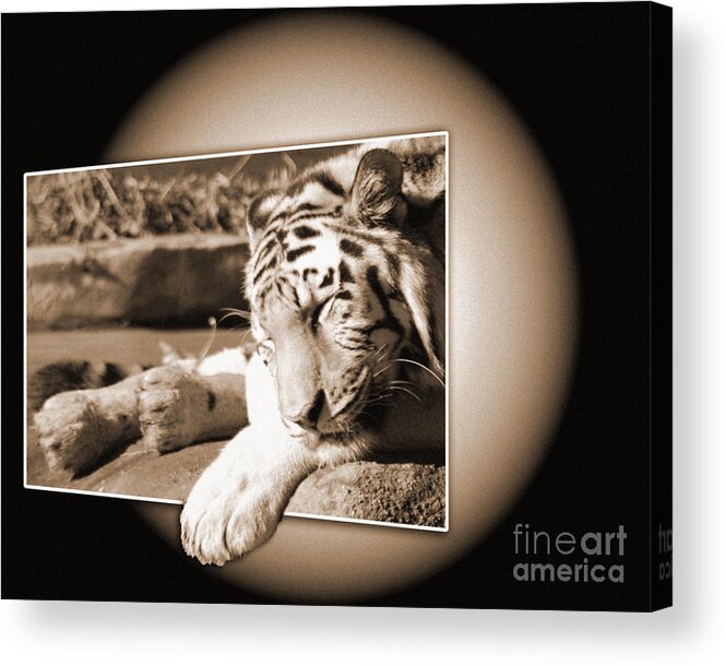 Tiger Acrylic Print featuring the photograph Tiger at Cleveland Zoo #2 by Lila Fisher-Wenzel