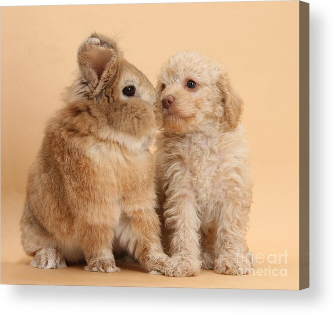 Nature Acrylic Print featuring the photograph Puppy And Rabbit #29 by Mark Taylor
