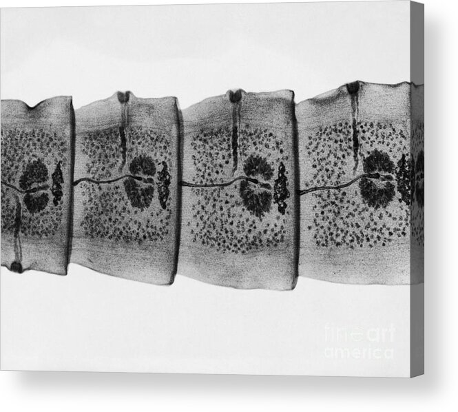 Zoology Acrylic Print featuring the photograph Dog Tapeworm #3 by Omikron