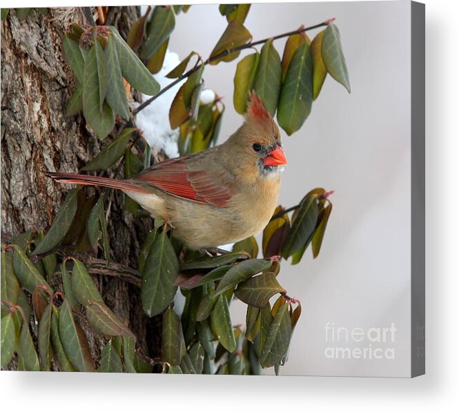 Nature Acrylic Print featuring the photograph Northern Cardinal #3 by Jack R Brock