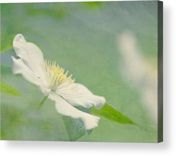 White Flower Acrylic Print featuring the photograph Summer Blues #3 by Cheryl Butler