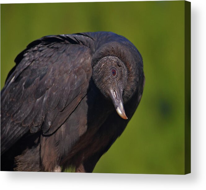  Acrylic Print featuring the photograph 37- Black Vulture by Joseph Keane