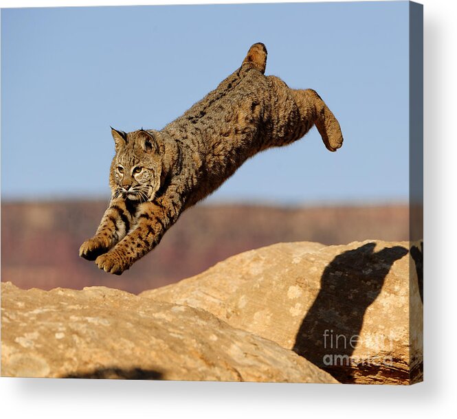 Wildlife Acrylic Print featuring the photograph Bobcat #7 by Dennis Hammer