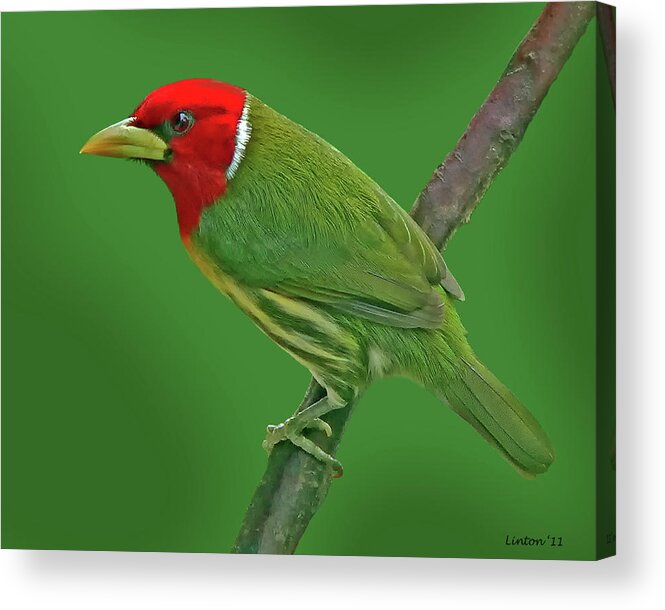 Red-headed Barbet Acrylic Print featuring the photograph Red-headed Barbet #4 by Larry Linton