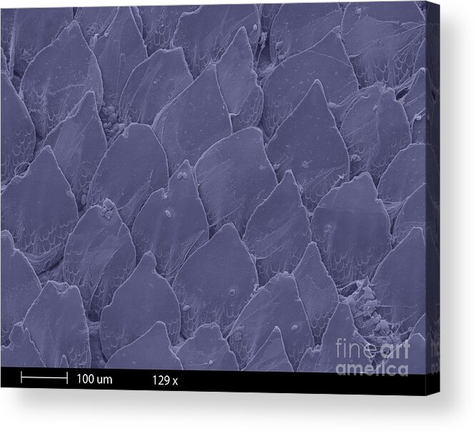 Sem Acrylic Print featuring the photograph Shark Skin, Sem #5 by Ted Kinsman