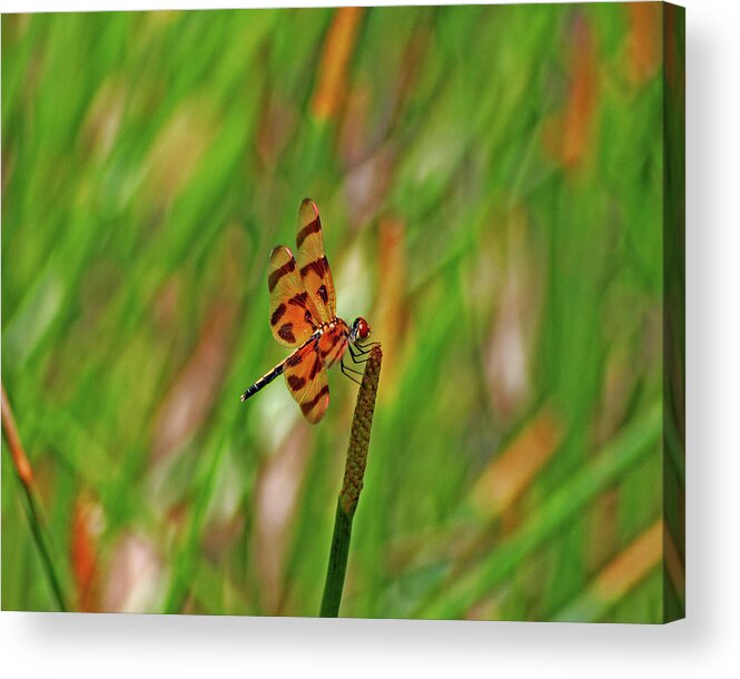  Acrylic Print featuring the photograph 8- Dragonfly by Joseph Keane