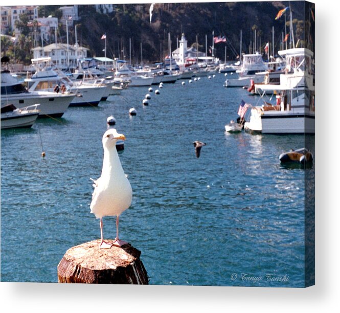 Seagull Sitting O(n Stump Acrylic Print featuring the photograph A Beautiful Day In The Neighborhood by Tanya Tanski
