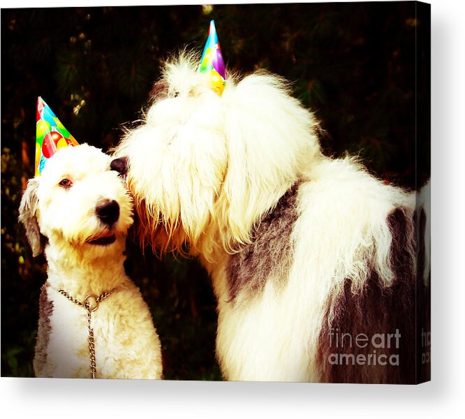 Old English Sheepdogs Acrylic Print featuring the photograph A Birthday Kiss by Alene Sirott-Cope
