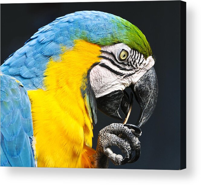 Birds Acrylic Print featuring the photograph A Parrot and His Toothpick by Betty Eich