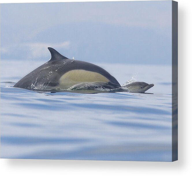 Dolphins Acrylic Print featuring the photograph A Watchful Mother by Steve Munch