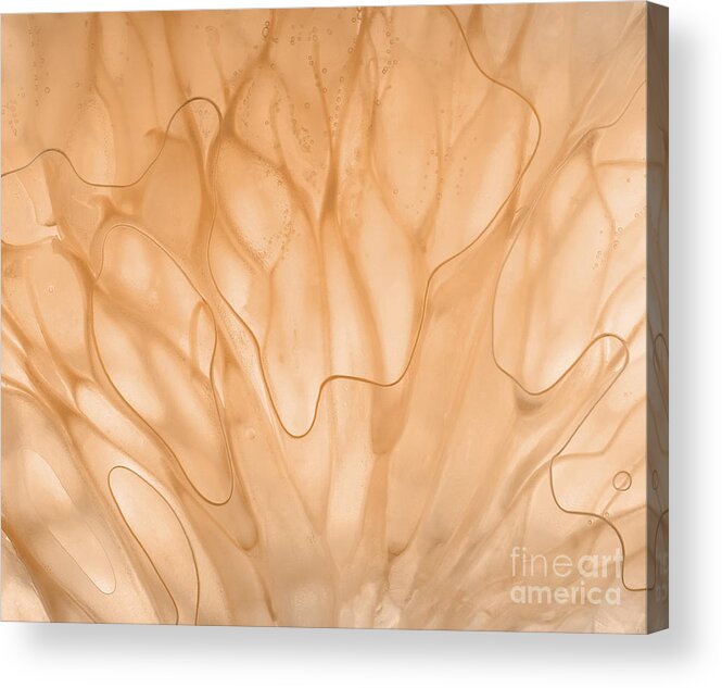 Segment Acrylic Print featuring the photograph Abstract Grapefruit by Janeen Wassink Searles
