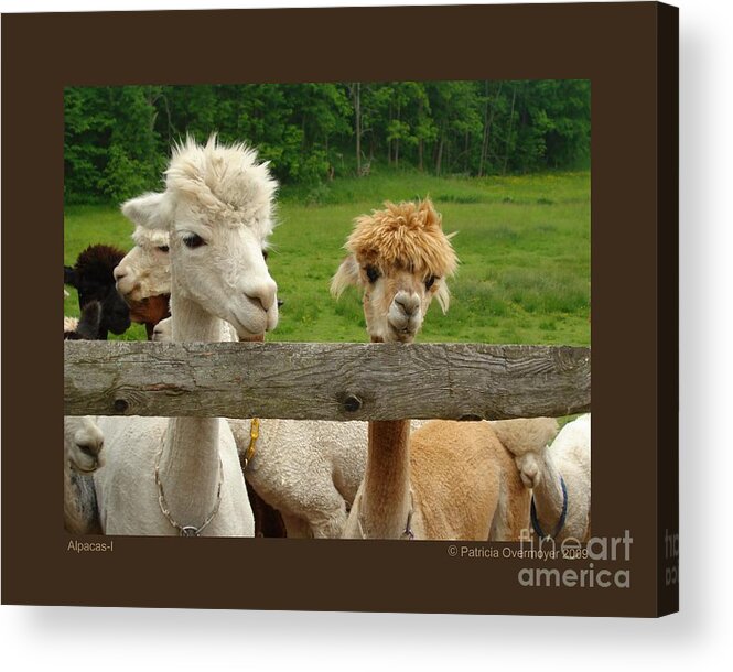 Animals Acrylic Print featuring the photograph Alpacas-I by Patricia Overmoyer