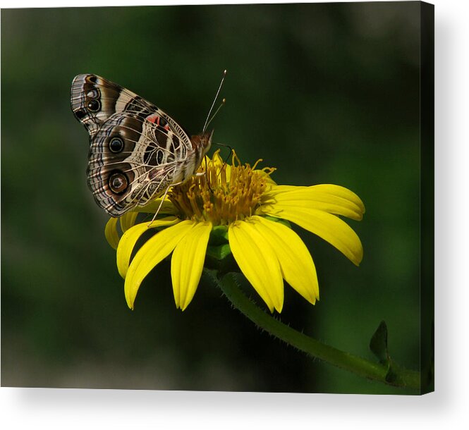 Nature Acrylic Print featuring the photograph American Lady by Peggy Urban
