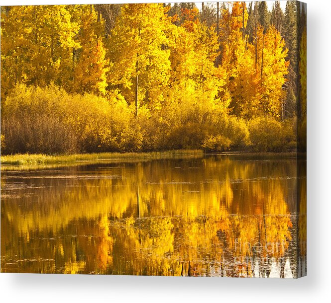 Colorful Aspen Leaves Acrylic Print featuring the photograph Aspen Pond by L J Oakes